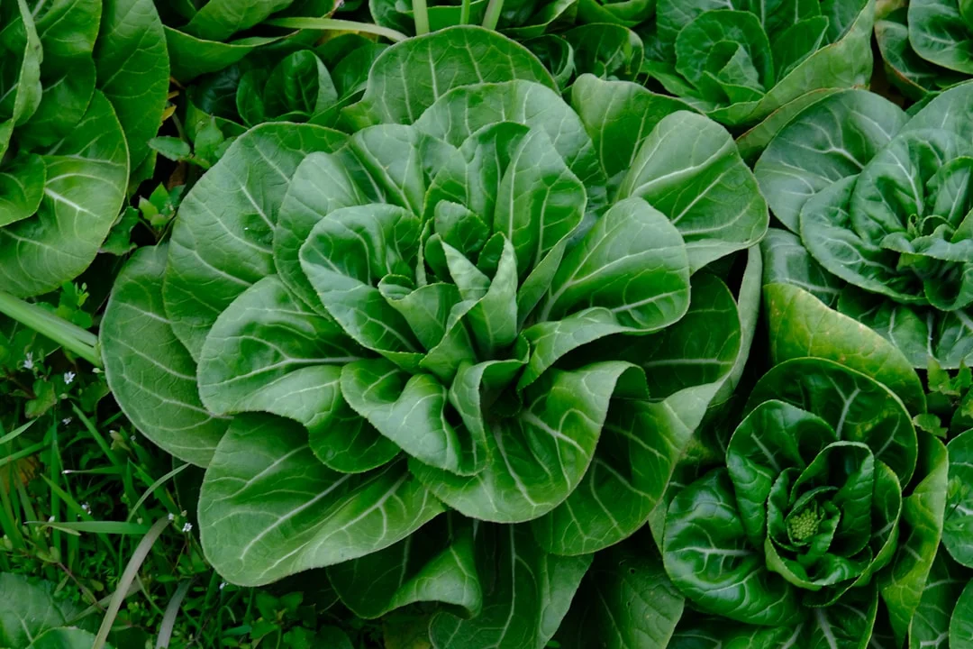 Is Sautéed mixed vegetables allowed on the Tayibat diet? Not recommended — educational reference photo